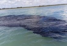 Cabello para salvar el mar: la apuesta mexicana contra los derrames de petróleo Mar Golfo de México-Derrame de petróleo 2026.