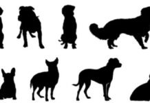 Exigen regreso de perros del Refugio Franciscano; preparan bloqueo en la México-Toluca Silueta-Mascotas-Perros.