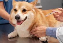 Semana Nacional de Vacunación Antirrábica 2026 en el Edomex Vacunación-Mascotas