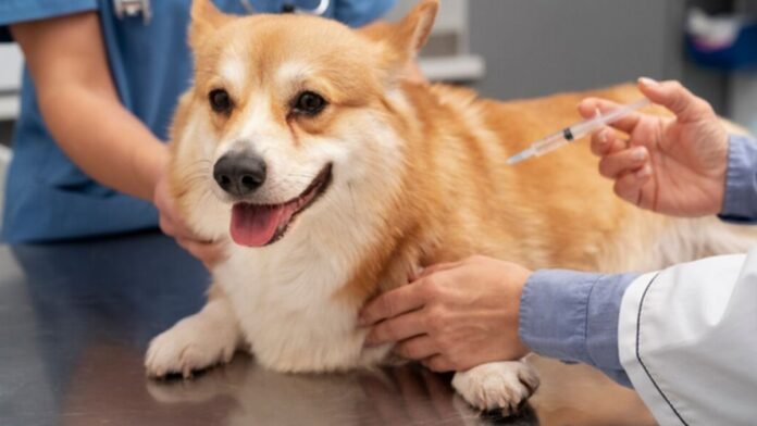 Vacunación-Mascotas