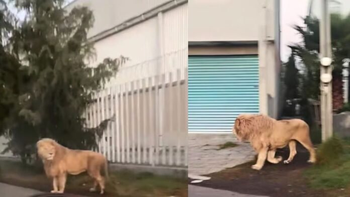 león caminando en calles de Ocoyoacac-Edomex-2025