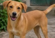 Perro caramelo es reconocido como raza mexicana oficial Perro Caramelo-Raza mexicana oficial.