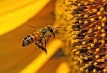 20 de mayo día mundial de las abejas “Esenciales para la vida” 20 de mayo dia muldial de las abejas
