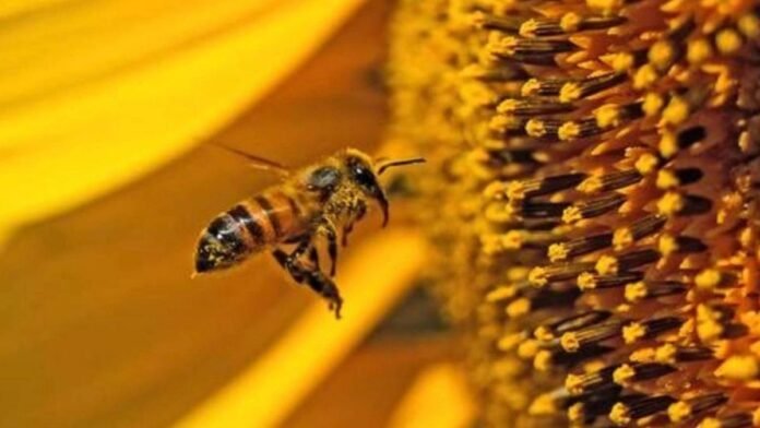 20 de mayo dia muldial de las abejas