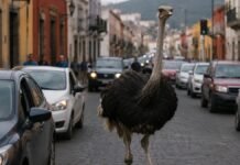 Avestruz sorprende corriendo por calles de Tepotzotlán y se vuelve viral en redes Avestruz sorprende corriendo por calles de Tepotzotlán