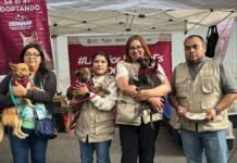 “La Mejor Jugada es Adoptar”: iniciativa llega al partido México vs Serbia en Toluca La Mejor Jugada es Adoptar-iniciativa-Toluca