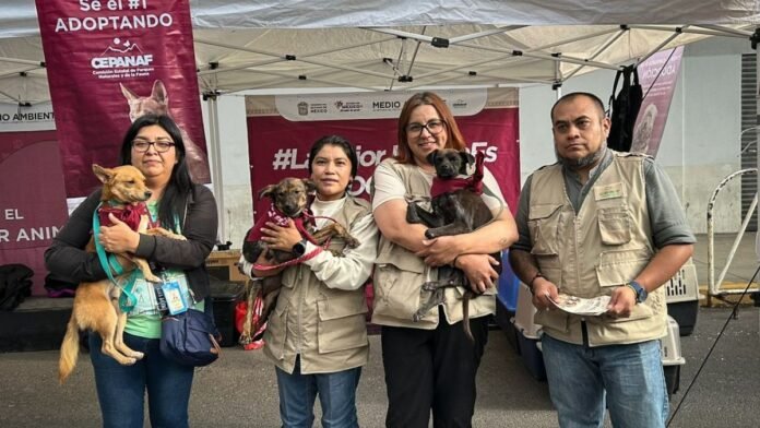 La Mejor Jugada es Adoptar-iniciativa-Toluca