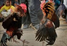 Peleas de animales quedan prohibidas en Edomex; manifestantes rechazan nueva legislación Pelea de gallos