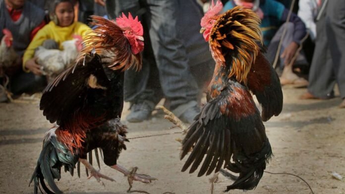 Pelea de gallos