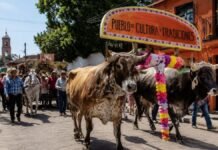 Hoy se vive el tradicional Paseo de San Isidro en Metepec; color, cultura y tradición toman las calles paseo de san isisdro metepec