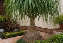 ¿Es ilegal tener una “Pata de elefante” en México? La razón detrás de la protección de esta popular planta pata de elefante planta de ilegal compra