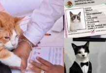 “INE para mascotas” dueños deberán registrar a perros y gatos en padrón oficial Edomex estrena “INE para mascotas”: dueños deberán registrar a perros y gatos en padrón oficial