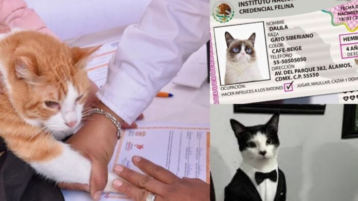 Edomex estrena “INE para mascotas”: dueños deberán registrar a perros y gatos en padrón oficial Edomex estrena “INE para mascotas”: dueños deberán registrar a perros y gatos en padrón oficial