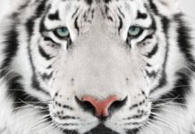 Tigre blanco continúa prófugo en Tepetlaoxtoc; operativo de captura entra en su segundo día Tigre blanco