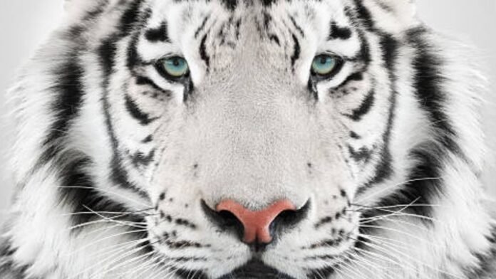 Tigre blanco