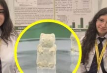 Estudiantes crean gomitas de nopal con potencial para combatir obesidad y regular la glucosa; representarán a Chile en competencia internacional estudiantes chilenas crean gomita de nopal con propiedades a la salud