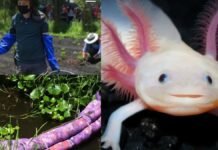 Dona tu cabello y ayuda a limpiar los canales de Xochimilco para proteger a ajolotes y tortugas Dona tu cabello y ayuda a limpiar los canales de Xochimilco para proteger a ajolotes y tortugas