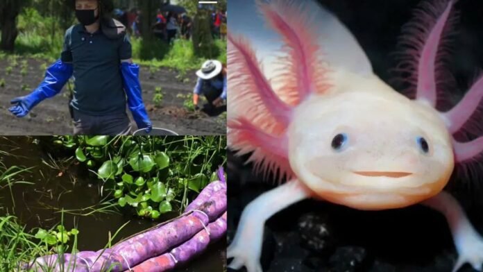 Dona tu cabello y ayuda a limpiar los canales de Xochimilco para proteger a ajolotes y tortugas Dona tu cabello y ayuda a limpiar los canales de Xochimilco para proteger a ajolotes y tortugas