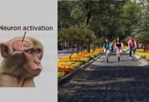 Las flores y las áreas verdes mejoran la salud mental, confirma la ciencia Las flores y las áreas verdes mejoran la salud mental, confirma la ciencia