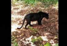 Tercer presunto avistamiento de felino en Edomex activa operativo en Ixtapan de la Sal; buscan confirmar si es un jaguar Reportan Pantera negra cerca de Toluca