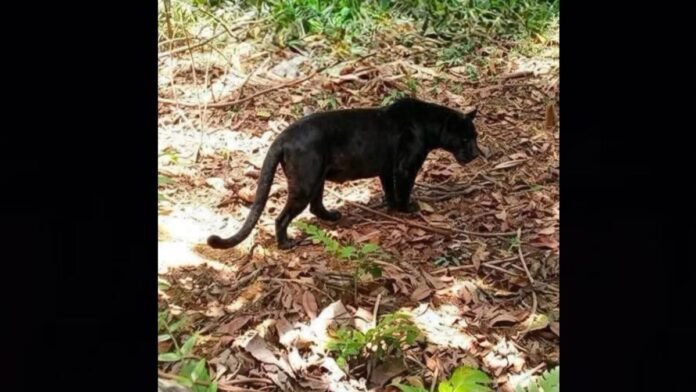 Reportan Pantera negra cerca de Toluca Reportan Pantera negra cerca de Toluca