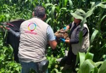 Rescatan a perrito en estado de maltrato en San Mateo Atenco; recibirá atención médica especializada Rescatan a perrito en presunto estado de maltrato en San Mateo Atenco; recibirá atención médica especializada
