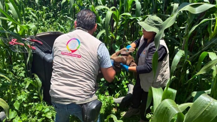 Rescatan a perrito en presunto estado de maltrato en San Mateo Atenco; recibirá atención médica especializada