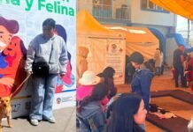 San Mateo Atenco fortalece el bienestar animal con jornada gratuita de esterilización y vacunación antirrábica San Mateo Atenco fortalece el bienestar animal con jornada gratuita de esterilización y vacunación antirrábica