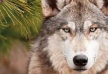 Lobo gris mexicano se recupera, pero sigue en riesgo en Sonora: quedan pocos ejemplares en libertad Lobo gris mexicano
