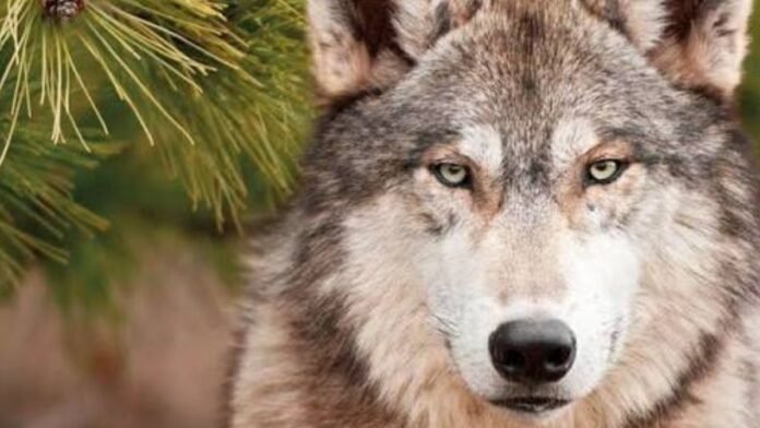 Lobo gris mexicano Lobo gris mexicano