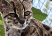Tilcayo: descubren en Bolivia una nueva especie de felino después de más de 100 años Tilcayo: descubren en Bolivia una nueva especie de felino