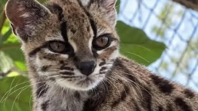 Tilcayo: descubren en Bolivia una nueva especie de felino Tilcayo: descubren en Bolivia una nueva especie de felino