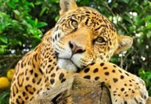 Sinaloa reforzara protección del jaguar; estiman 300 ejemplares en la sierra Jaguar