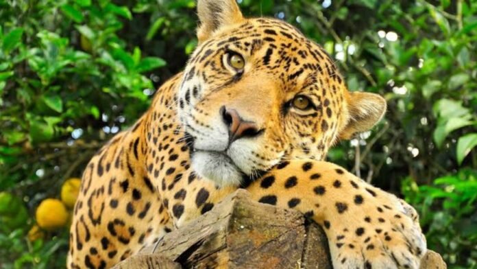 Jaguar Jaguar