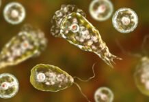 Ameba comecerebros en Mérida: detectan Naegleria fowleri en seis lagos artificiales Ameba como cerebros