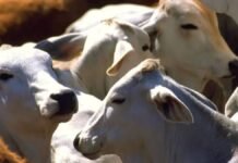 Tenango del Valle capacita a productores en nutrición y reproducción de ganado bovino Ganado