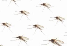 Francia confirmó el primer caso humano del virus Shamonda. El paciente falleció en Lyon y las autoridades investigan el contagio y su posible relación con la muerte. Mosquito