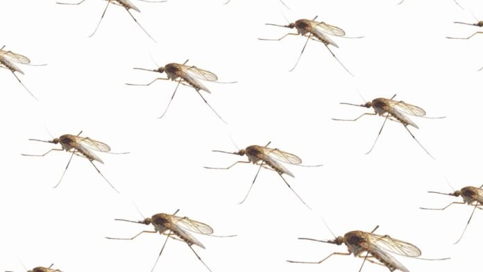 Mosquito