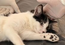 Jornada de esterilización gratuita en Mavoro: Ayuntamiento de Jocotitlán e ISEM cuidan la salud de perros y gatos Esterilización de perros y gatos