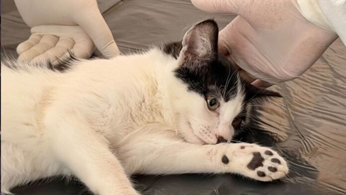 Esterilización de perros y gatos Esterilización de perros y gatos