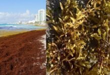 Sargazo y marea baja transforman el paisaje de playas de Progreso Yucatán Zargazo